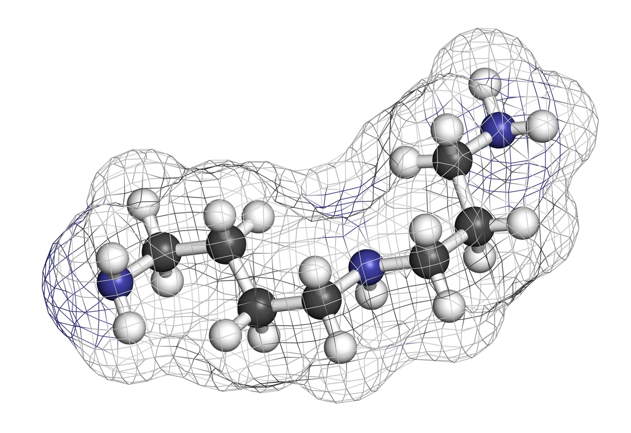 Grafische Darstellung eines Spermidin Moleküls